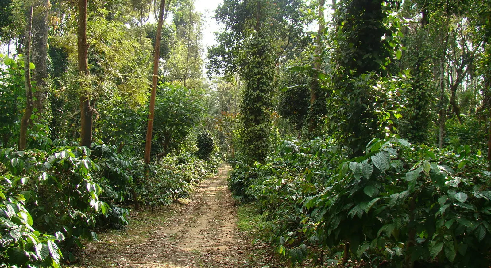 Nature Walk